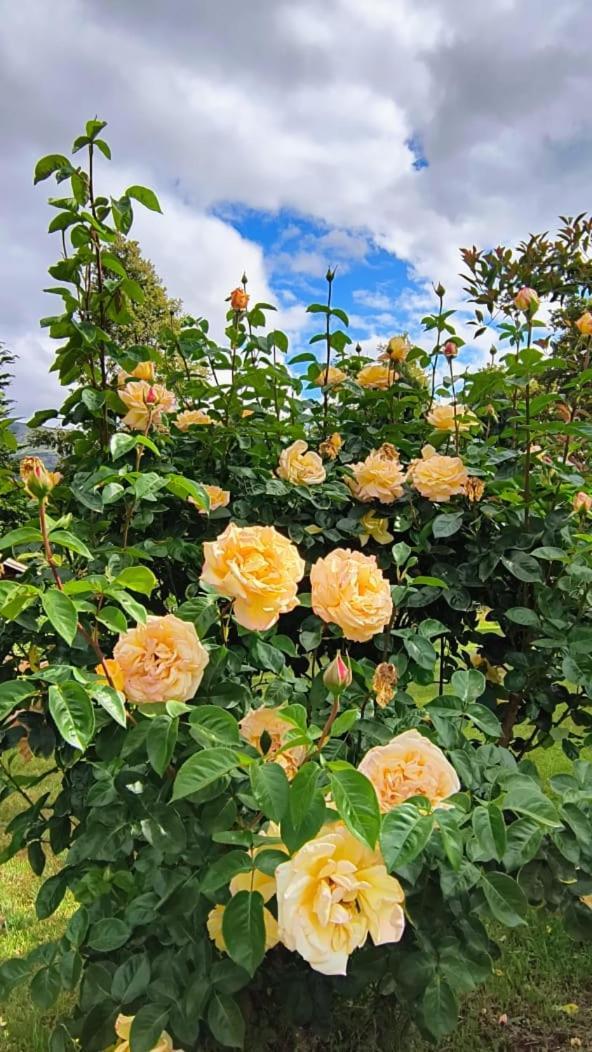 Cautiva Morena San Martin de los Andes Ngoại thất bức ảnh